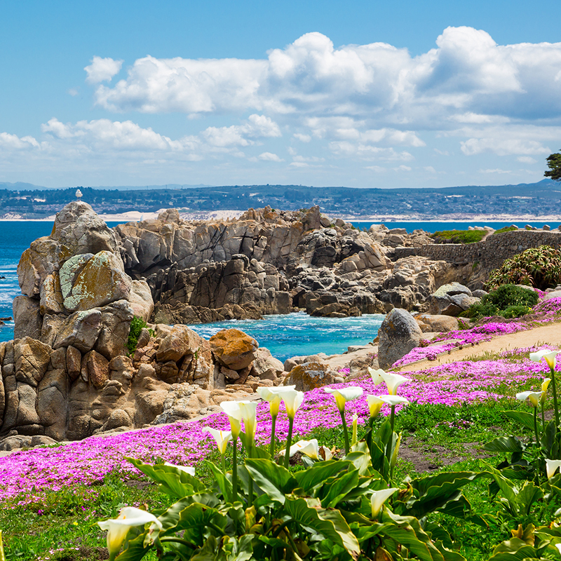 Pacific grove